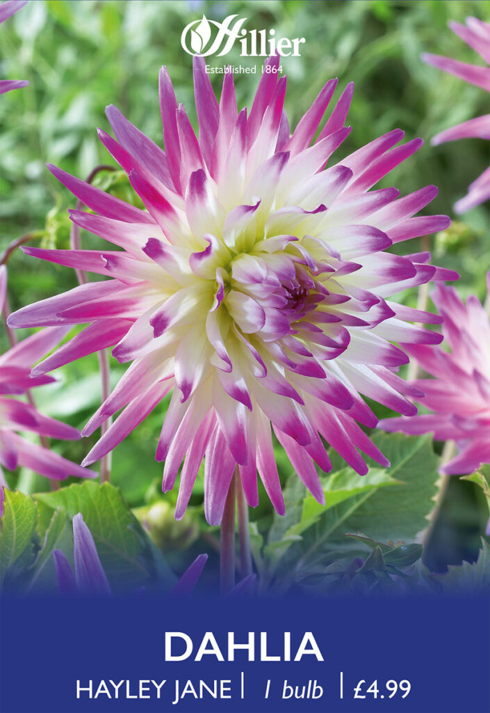 Dahlia Hayley Jane Tubers 8718641997123 2